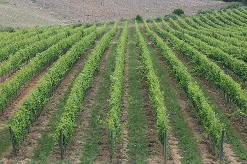 Bed & Breakfast Borgo Carpineto Vagliagli